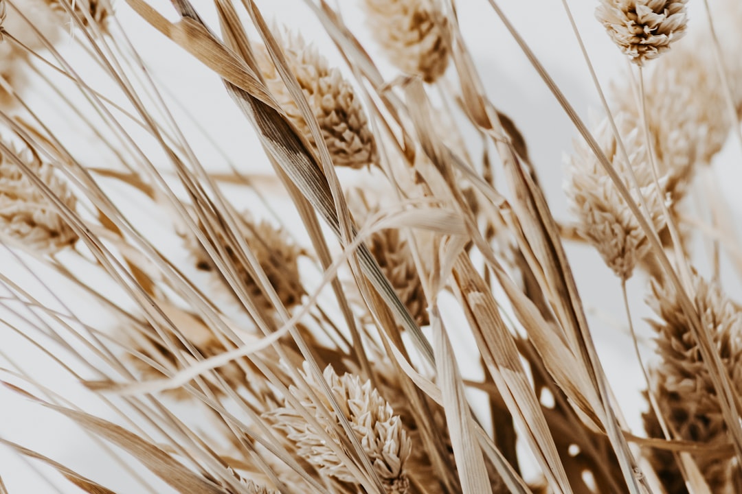 Photo Neutral tones